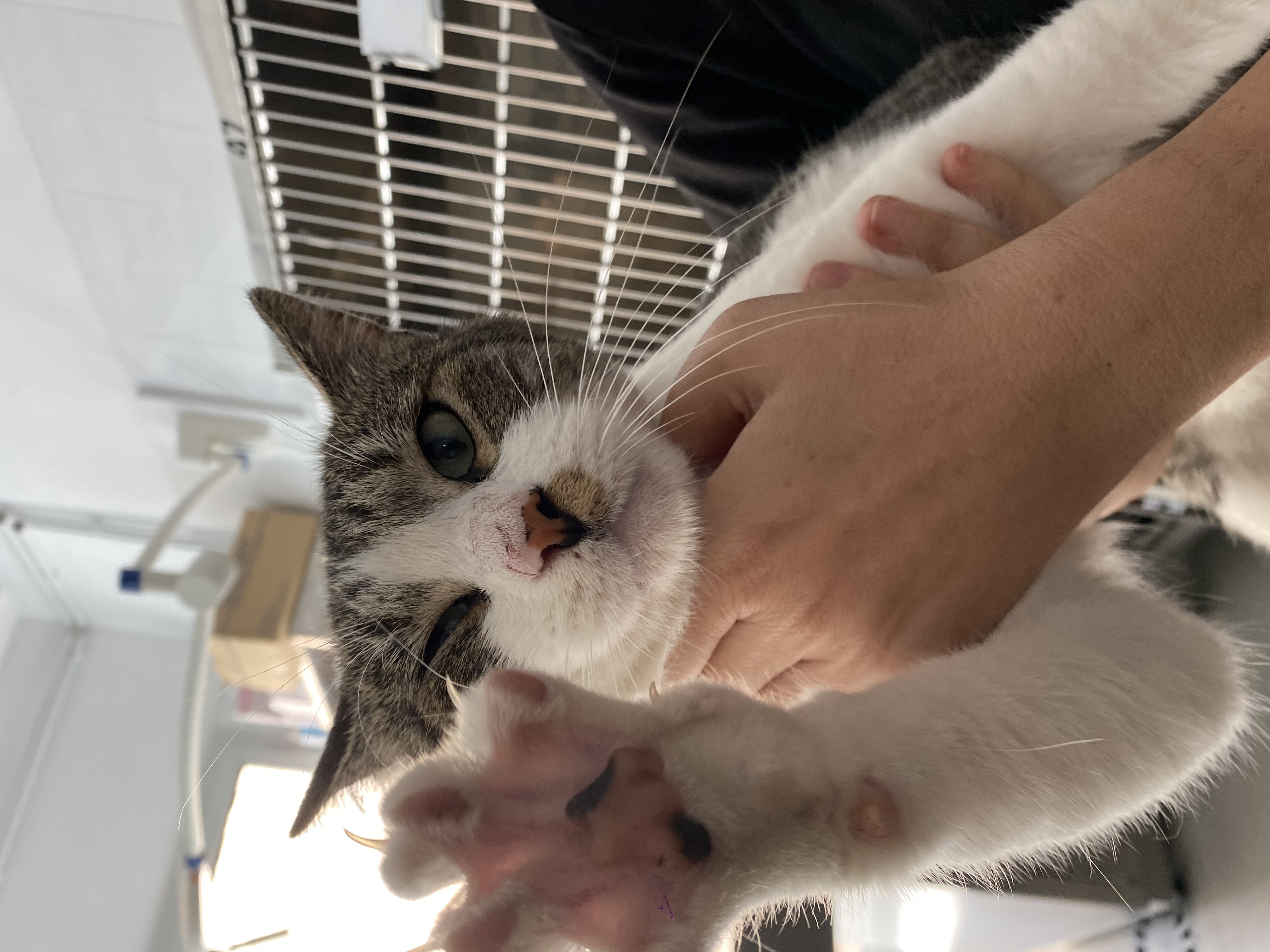 Foto de Animal encontrado