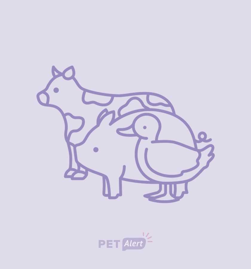 Photo de Animal aperçu