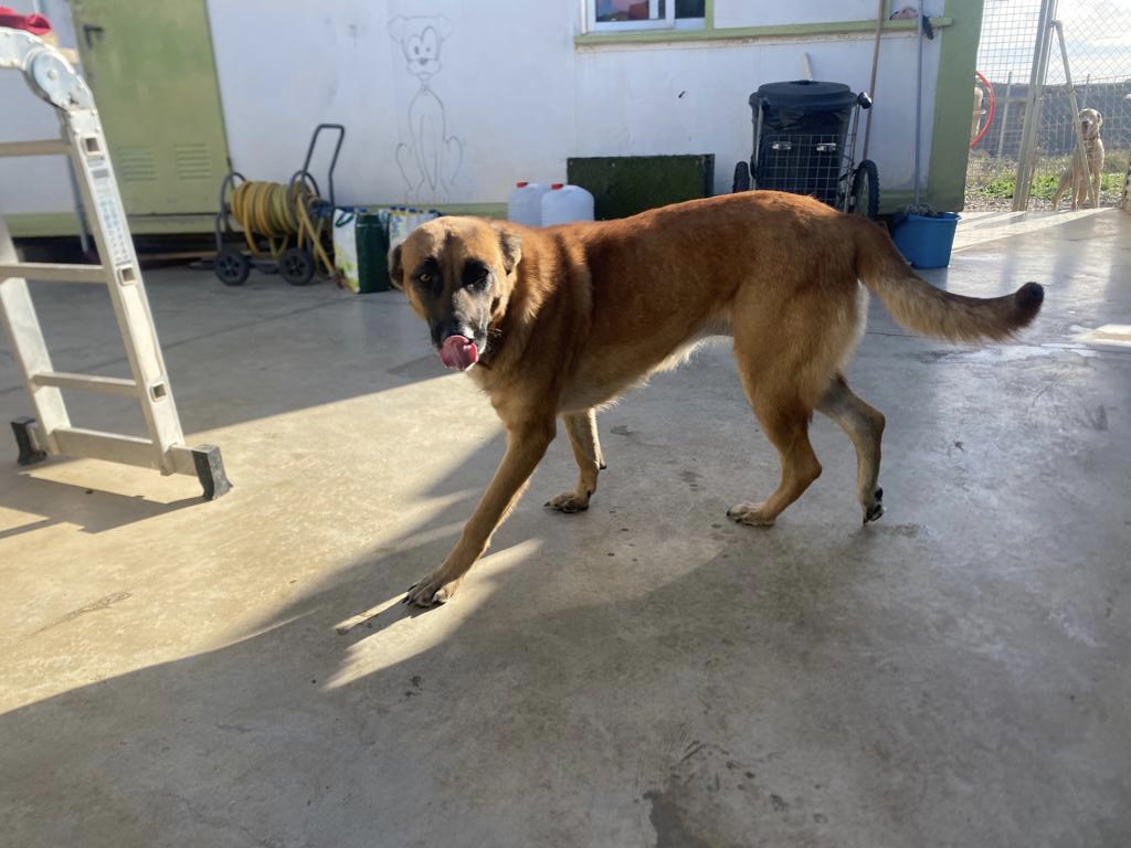 Foto de Animal encontrado