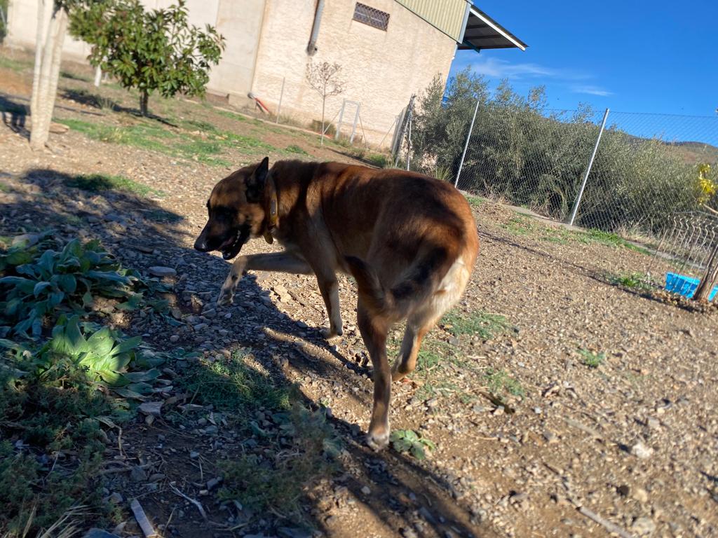 Foto de Animal encontrado