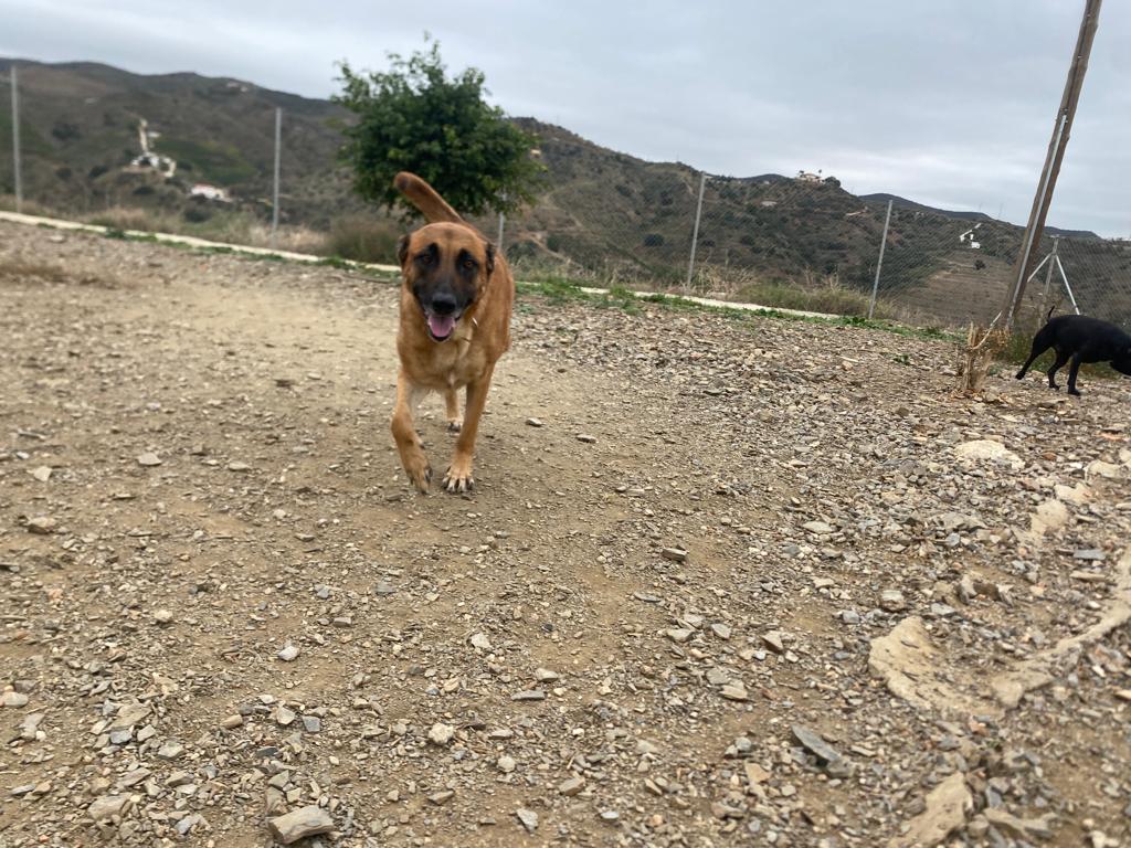 Foto de Animal encontrado