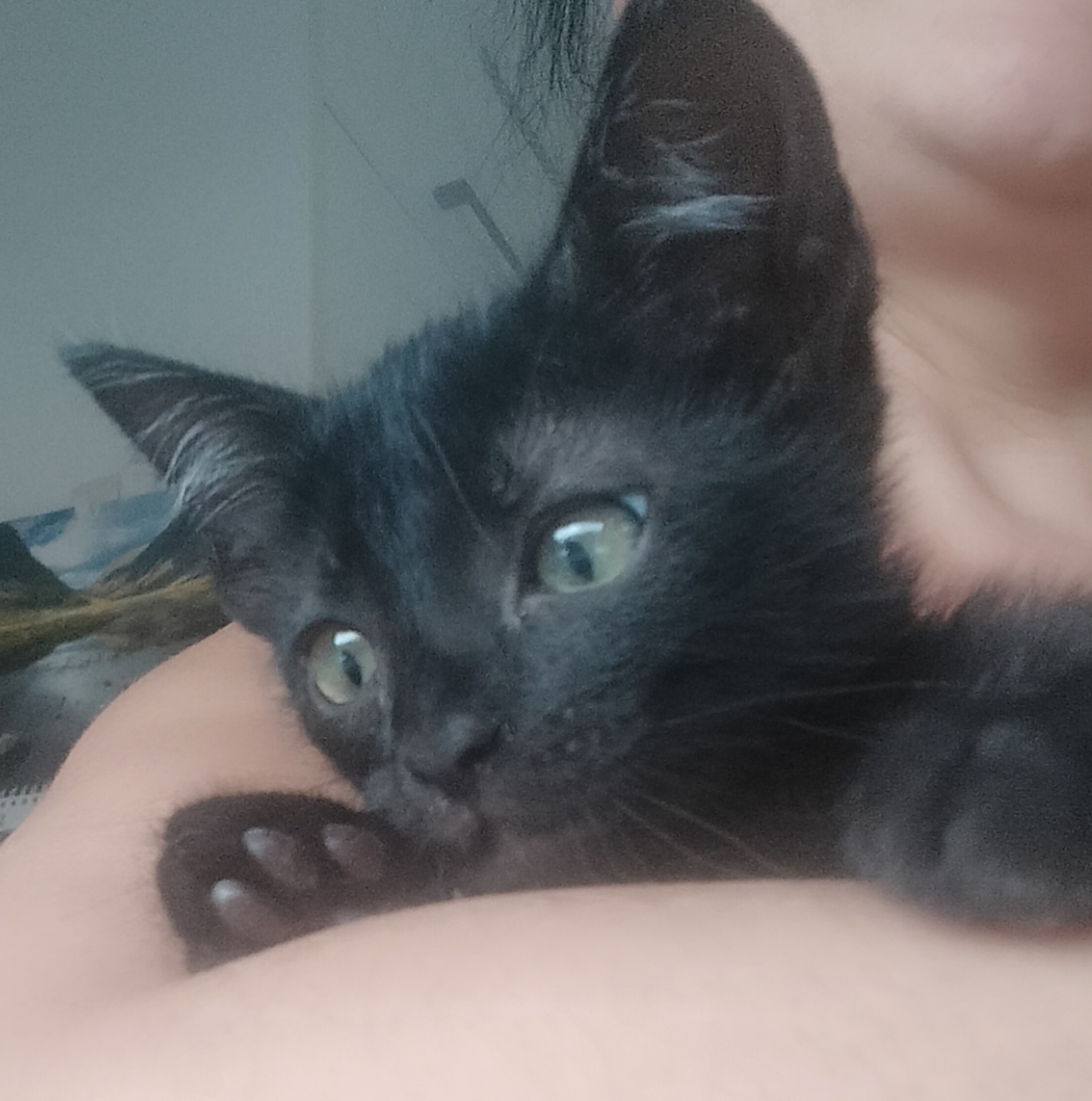 Foto de Animal encontrado