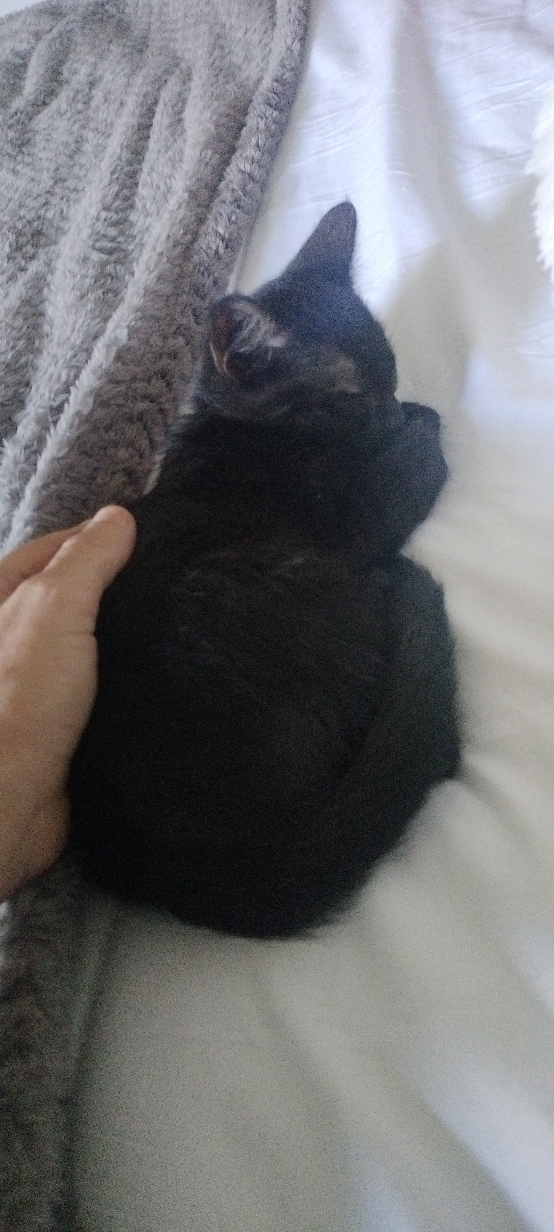 Foto de Animal encontrado