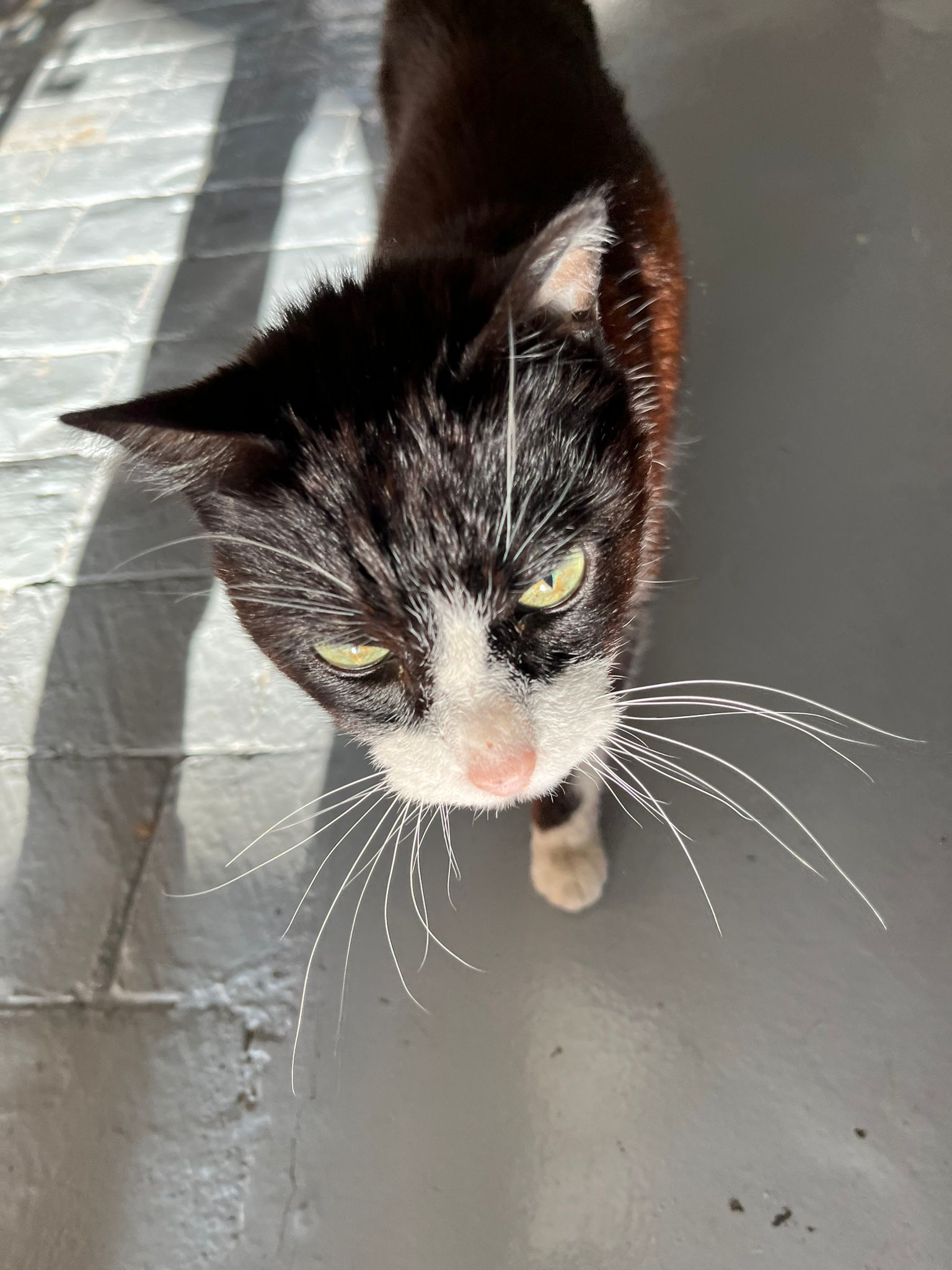 Foto de Animal encontrado