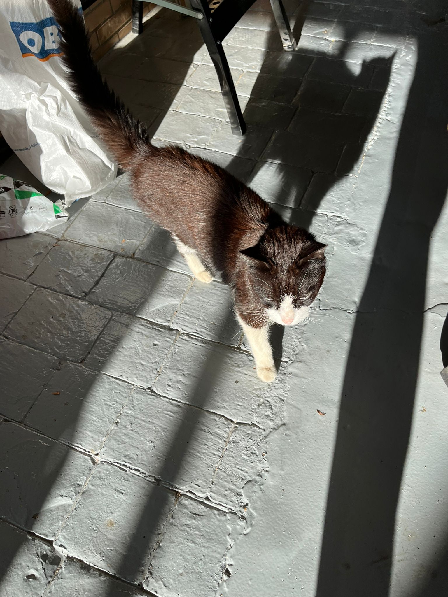 Foto de Animal encontrado