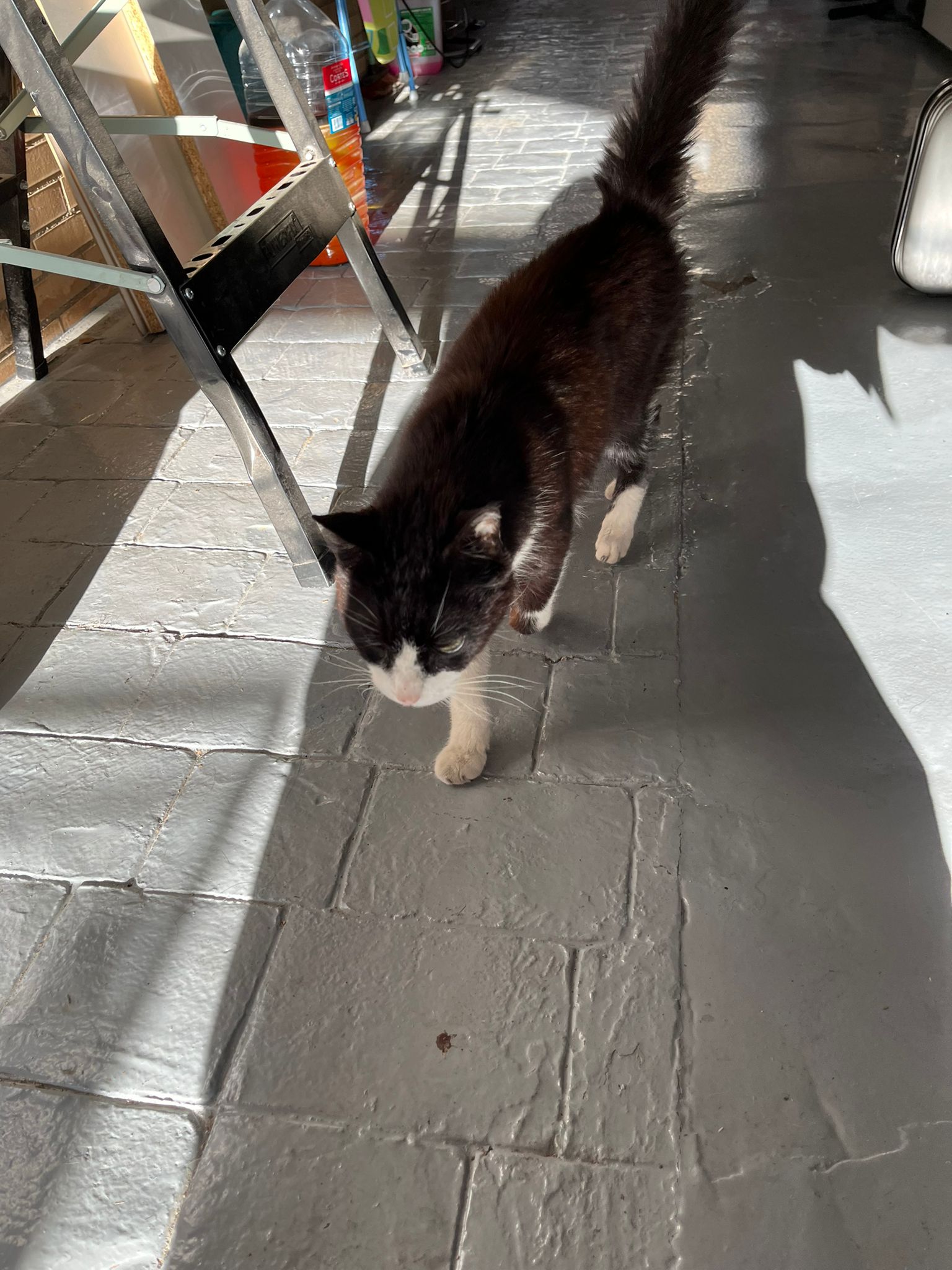 Foto de Animal encontrado