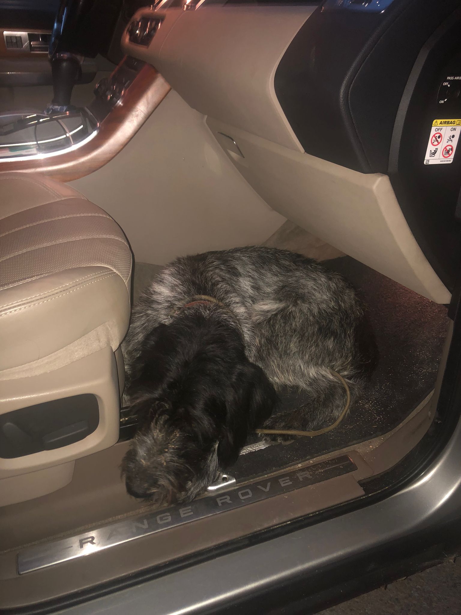 Foto de Animal encontrado