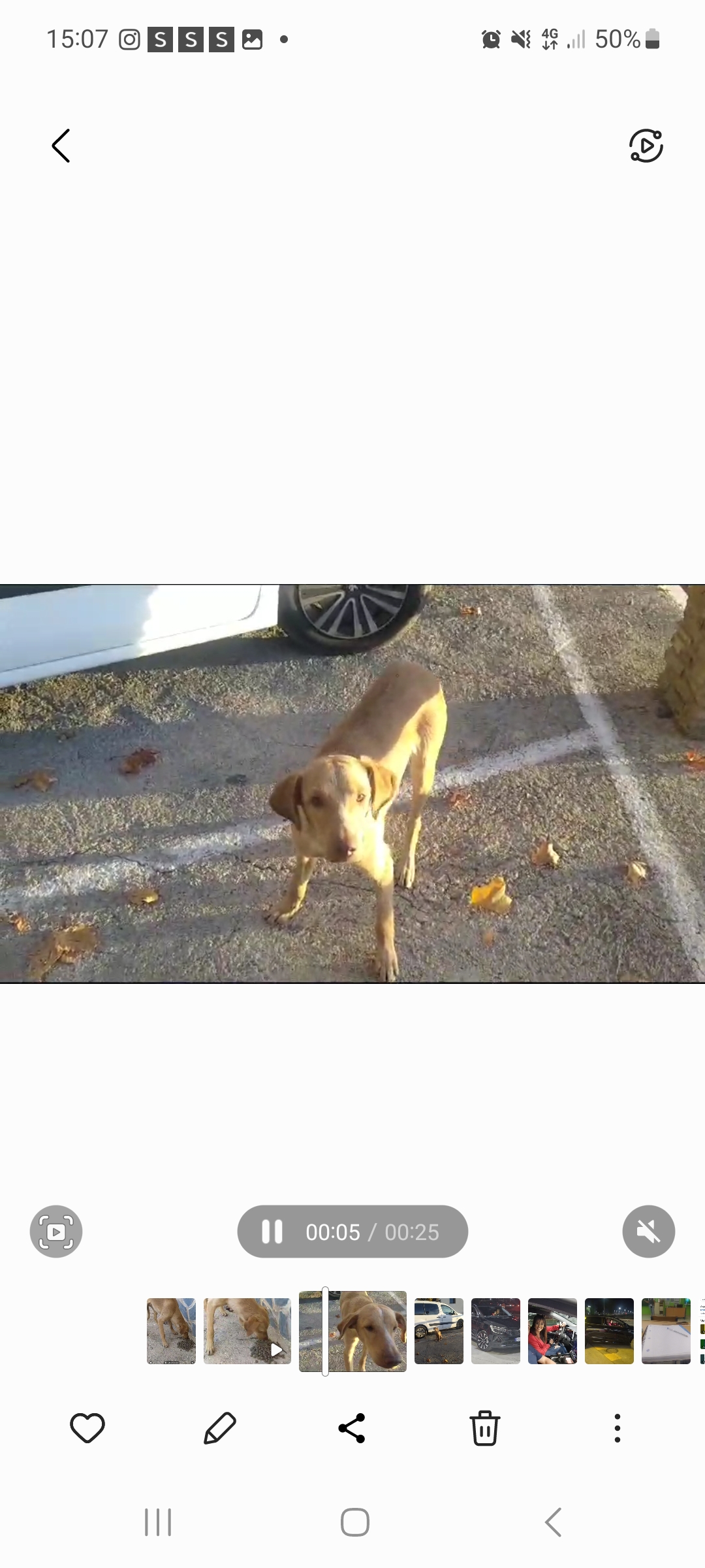 Foto de Animal encontrado