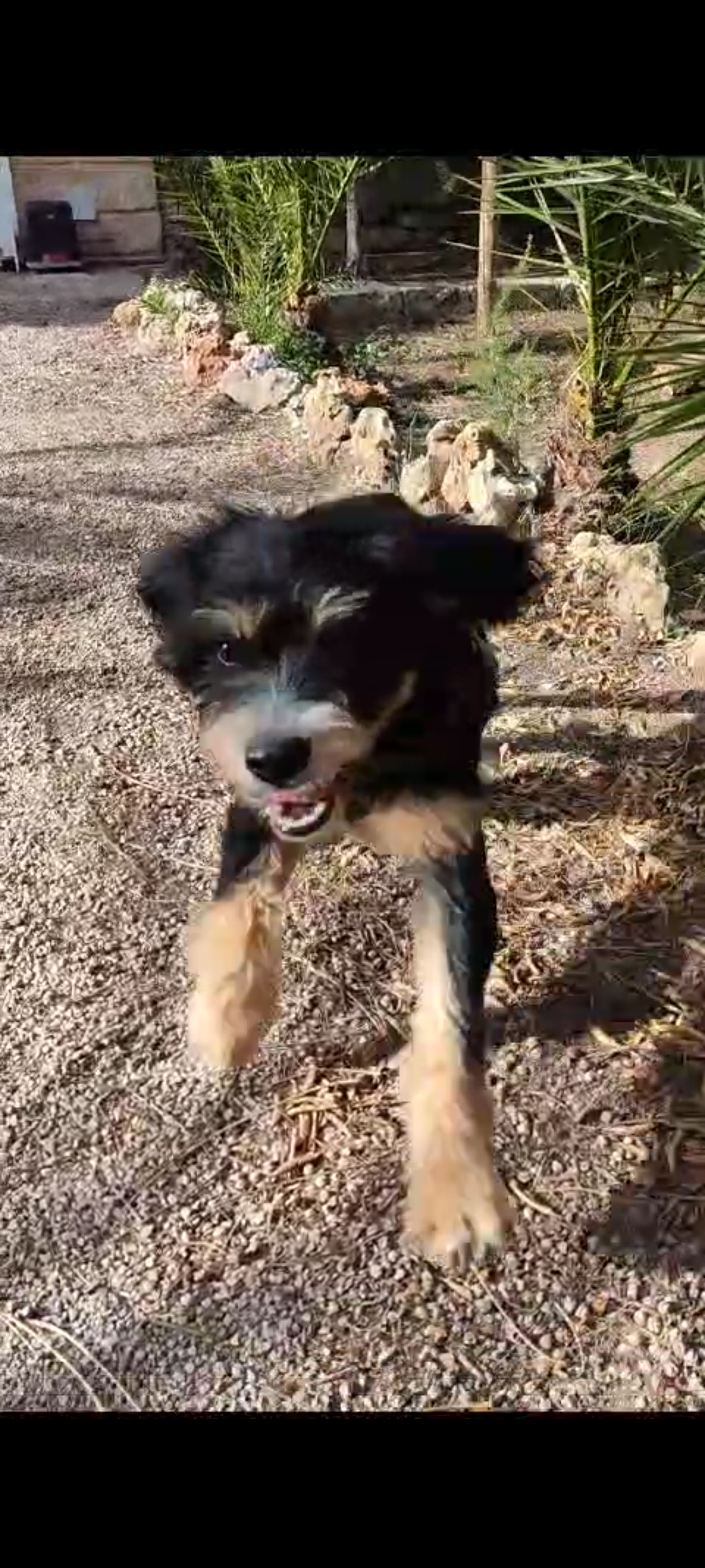 Foto de Animal encontrado