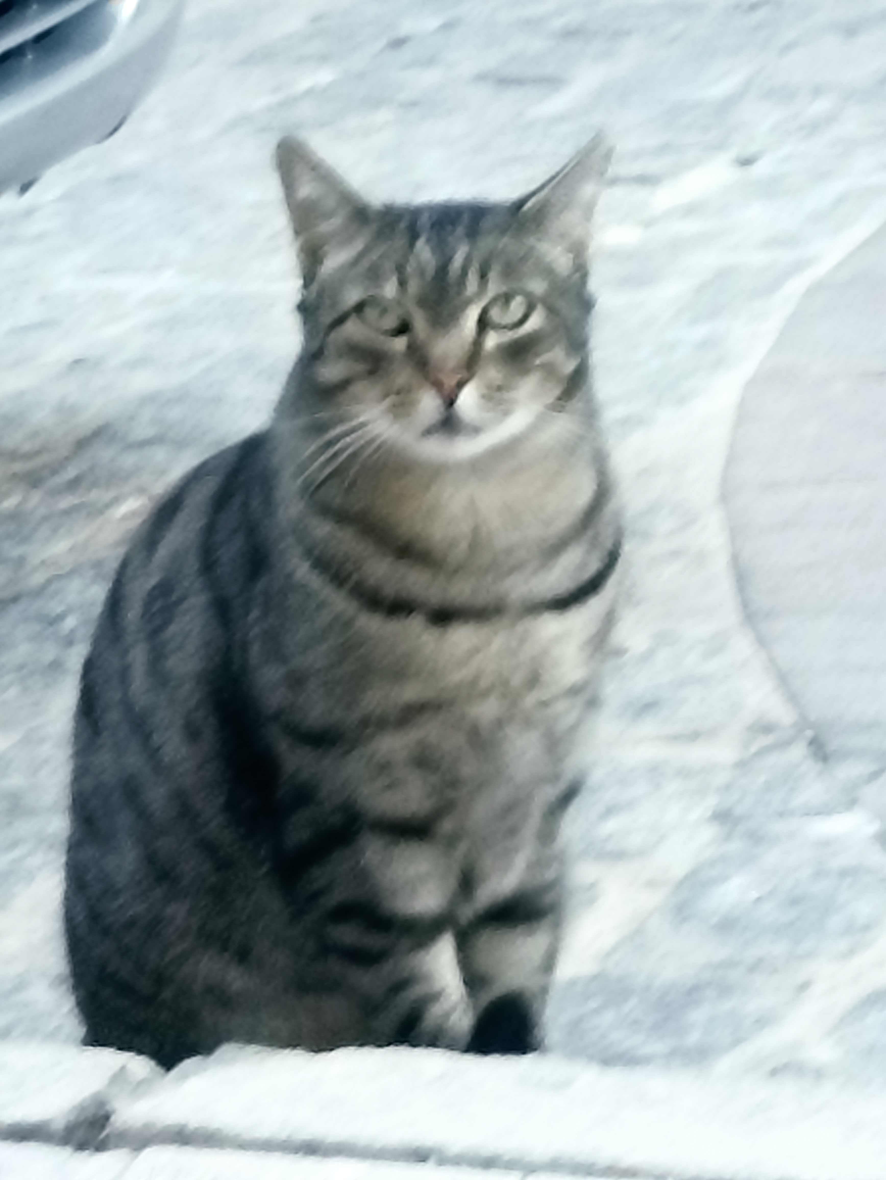 Foto de Animal encontrado