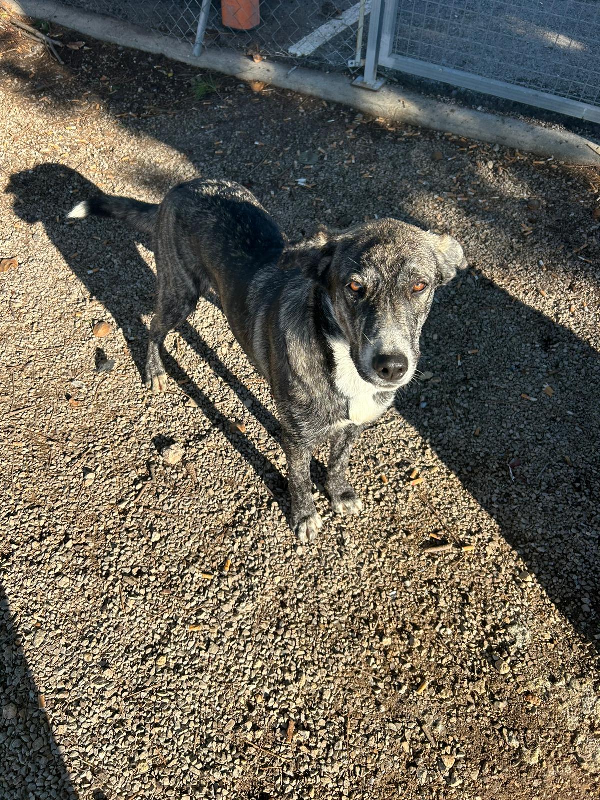 Foto de Animal encontrado